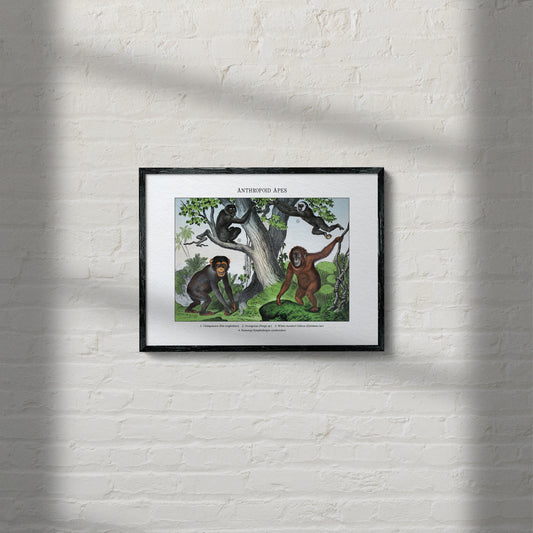 Anthropoid Apes | 1889