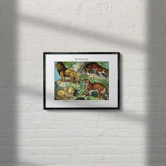 Big Wild Cats | 1889