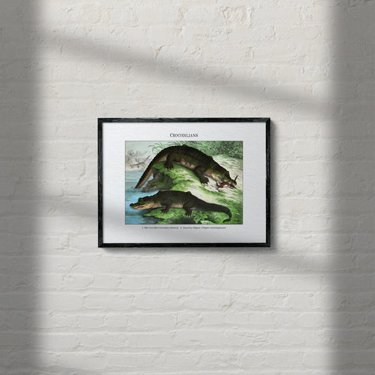 Crocodilians | 1889