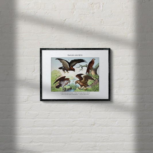 Eagles and Kite | 1889