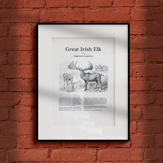 Great Irish Elk | 1896