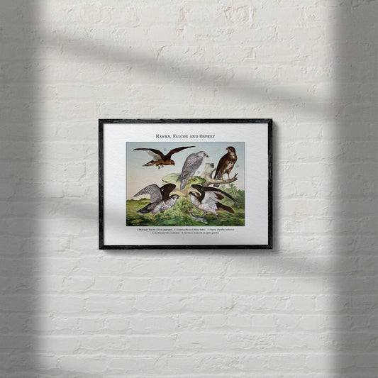 Hawks, Falcon and Osprey | 1889