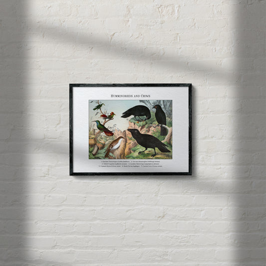 Hummingbirds and Crows | 1889