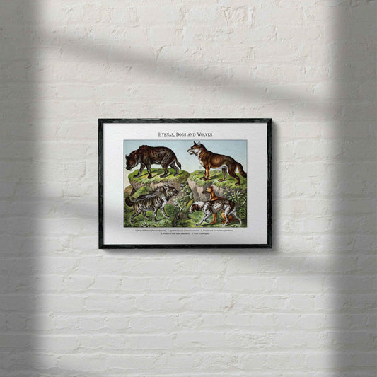 Hyenas, Dogs and Wolves | 1889