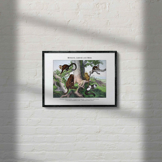 Monkeys, Lemurs and More | 1889