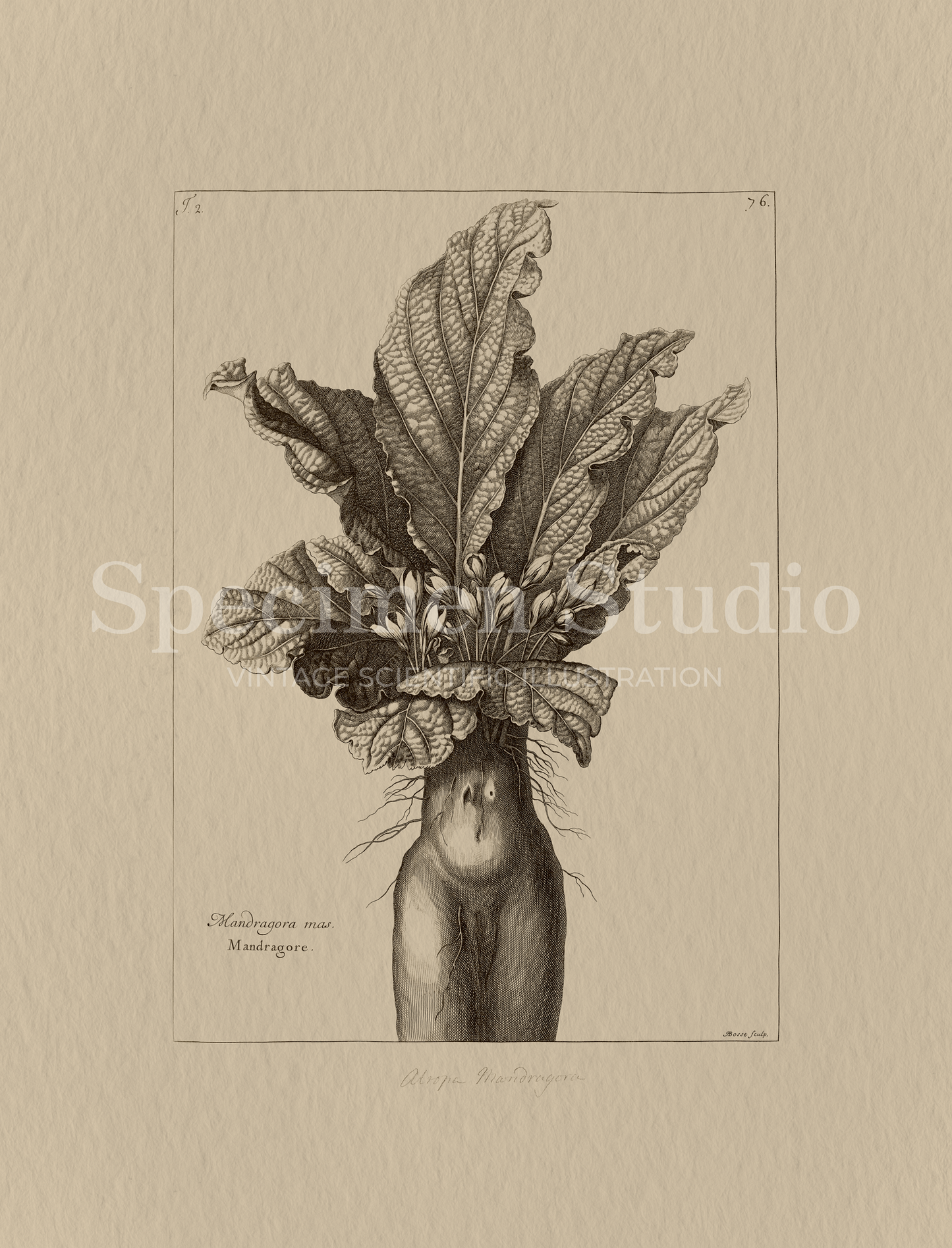 Mandrake Vintage Botanical Illustration