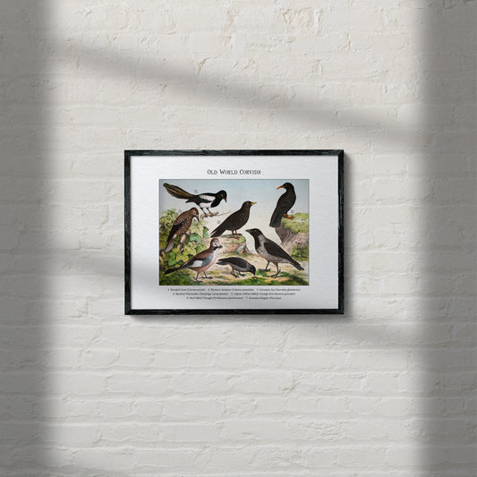 Old World Corvids | 1889
