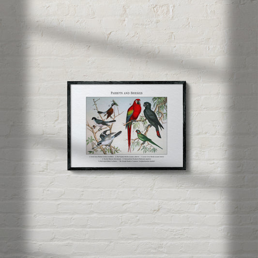 Parrots and Shrikes | 1889