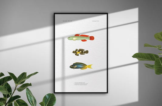 Cardinal Goby, Ocellated Dragonet and Forktail Blenny | 1902-1903