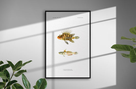 Zebra Lionfish and Sixspot Goby | 1902–1903