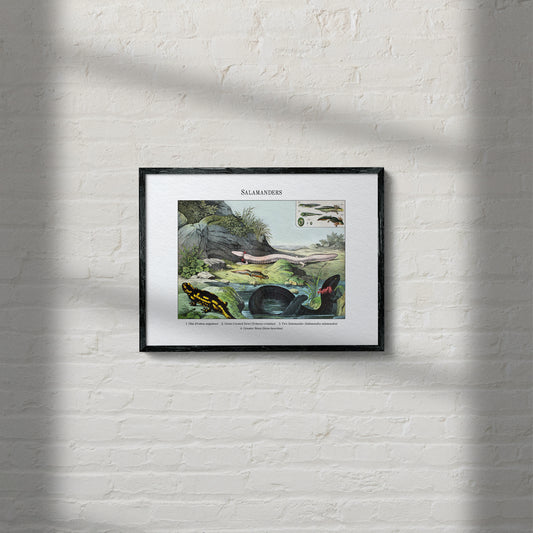 Salamanders | 1889