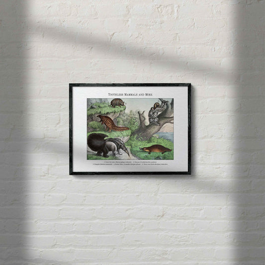 Toothless Mammals and More | 1889