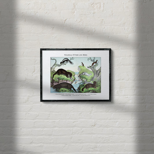 Weasels, Otters and More | 1889