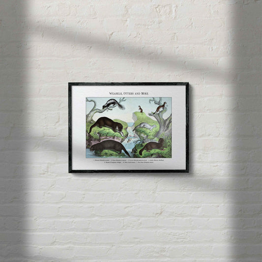 Weasels, Otters and More | 1889