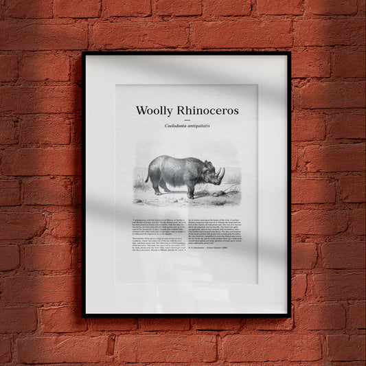 Woolly Rhinoceros | 1896