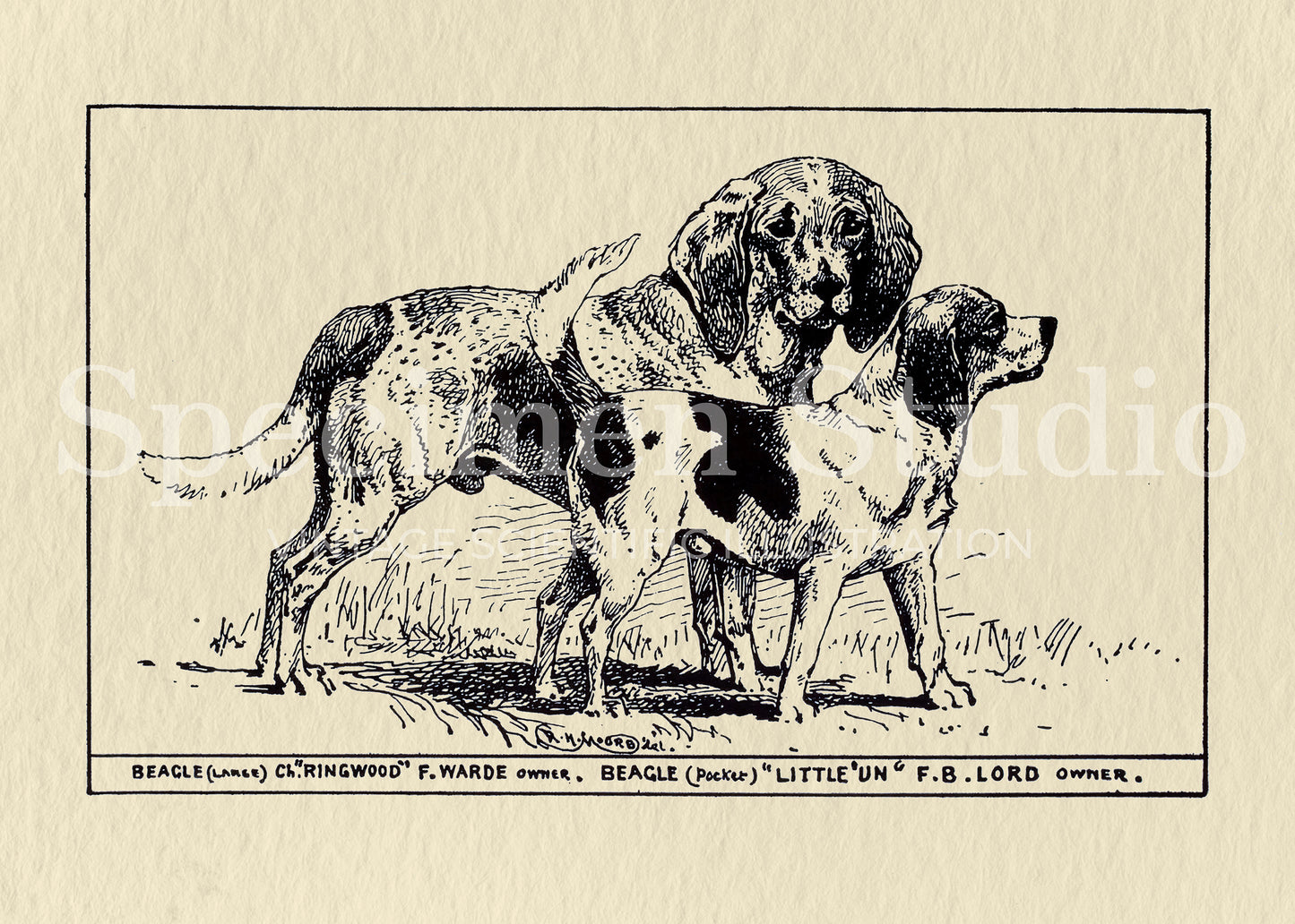 Beagle Dog Vintage Illustration