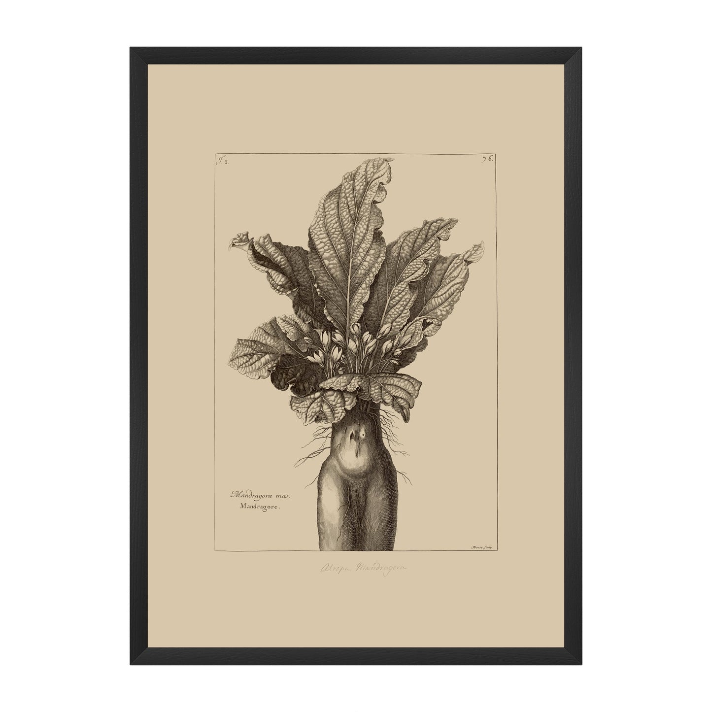 Mandrake Vintage Botanical Illustration