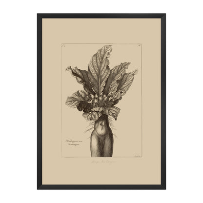 Mandrake Vintage Botanical Illustration