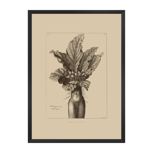 Mandrake Vintage Botanical Illustration