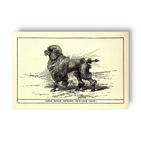 Vintage-style illustration of a poodle dog on a beige background