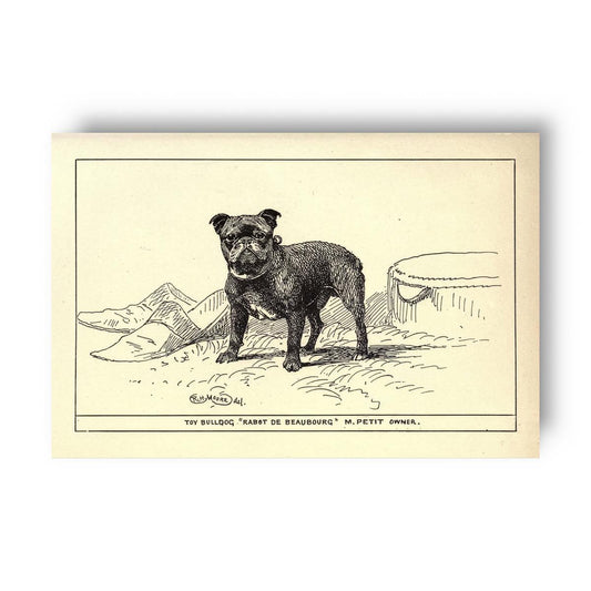 Vintage-style illustration of a french bulldog on a yellow beige background