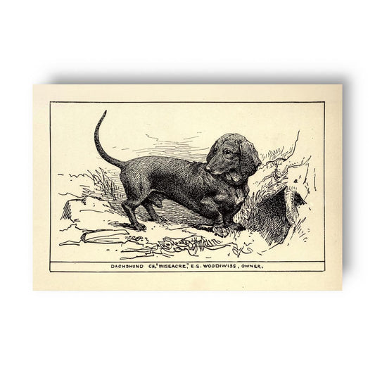 Vintage-style illustration of a dachsund dog on a beige background