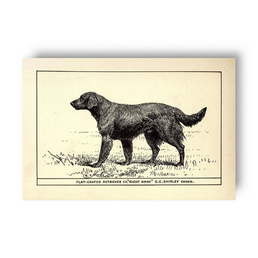 Vintage-style illustration of a flat coated retriever dog on a beige background