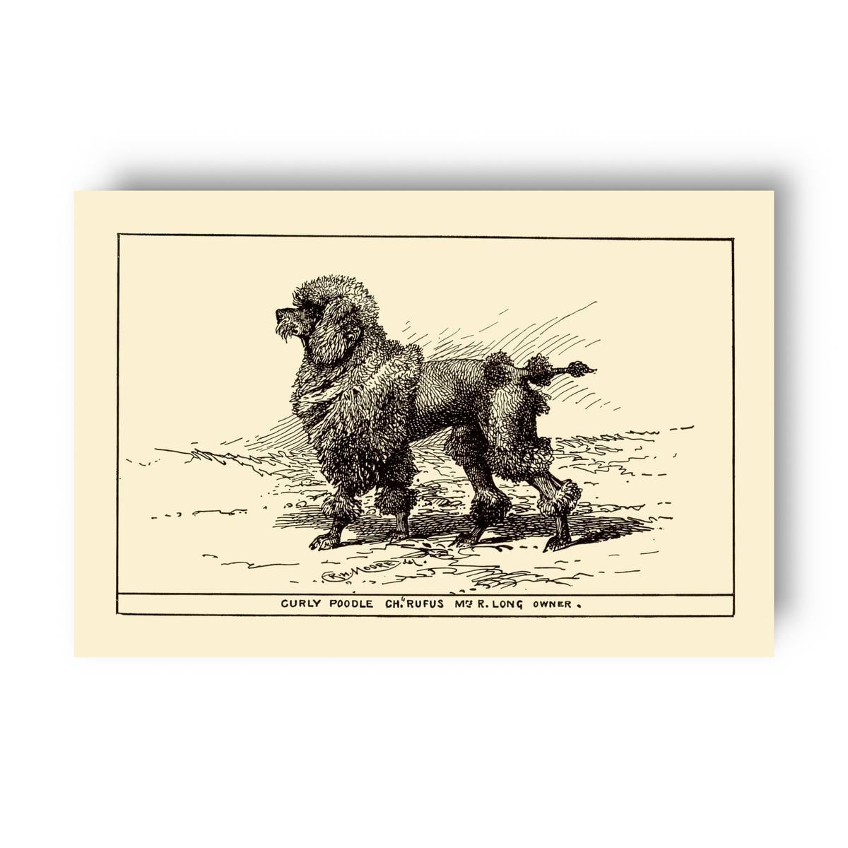 Vintage-style illustration of a poodle on a yellow beige background