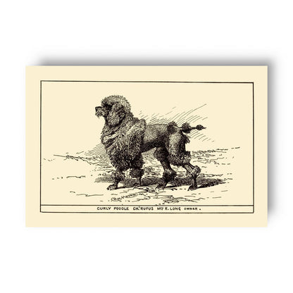 Vintage-style illustration of a poodle on a yellow beige background