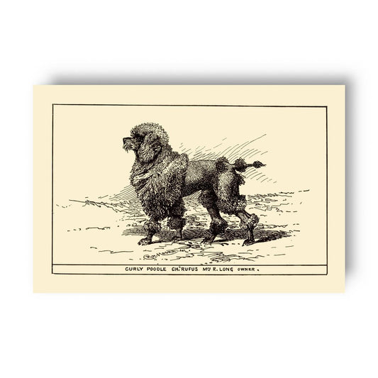 Vintage-style illustration of a poodle on a yellow beige background