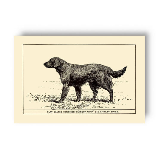 Vintage-style illustration of a retriever on a yellow beige background