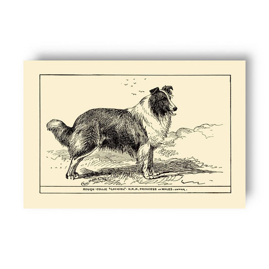 Vintage-style illustration of a collie on a yellow beige background