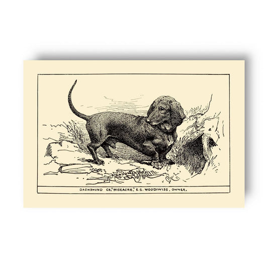 Vintage-style illustration of a dachsund on a yellow beige background