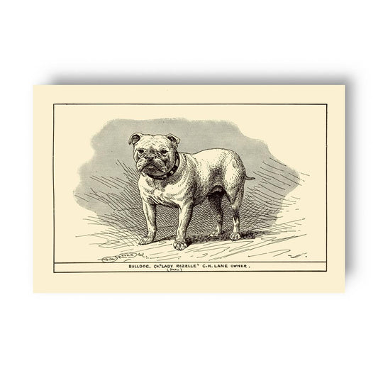 Vintage-style illustration of a bulldog on a yellow beige background