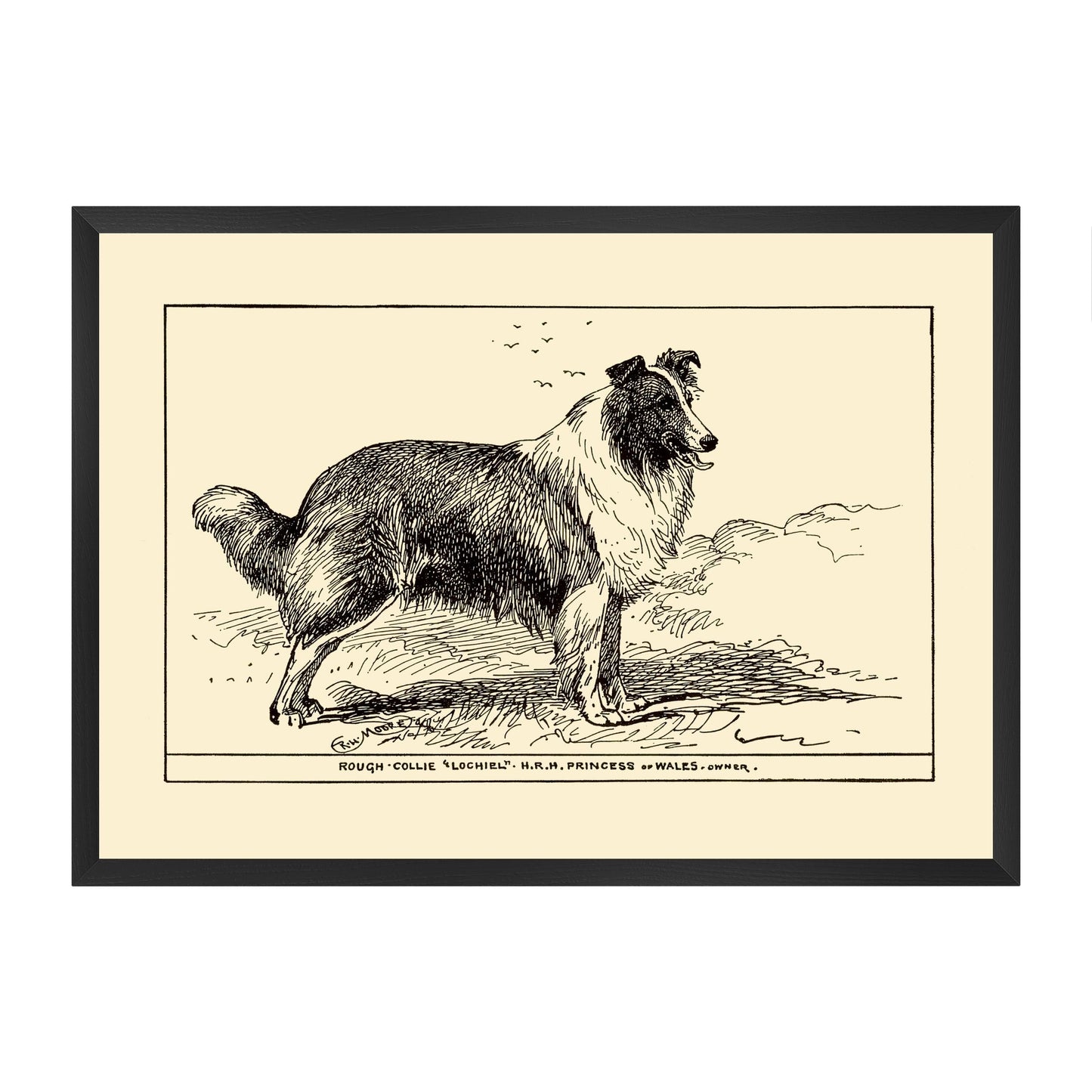Framed vintage-style illustration of a collie on a yellow beige background