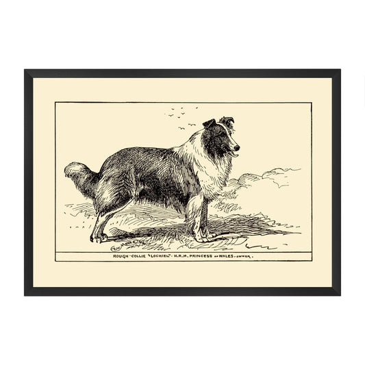 Framed vintage-style illustration of a collie on a yellow beige background