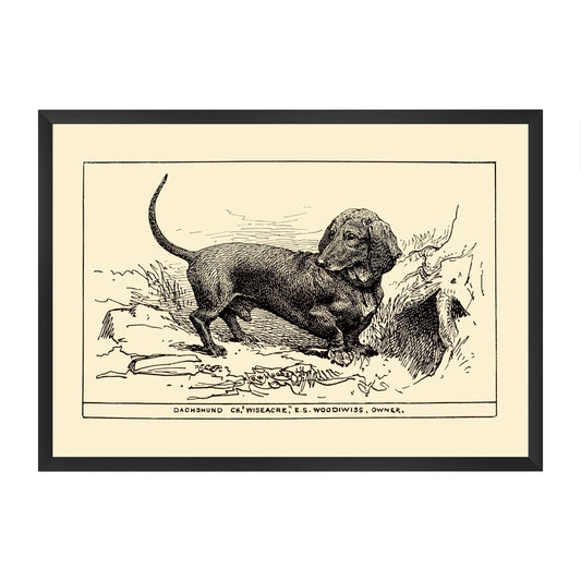 Framed vintage-style illustration of a dachsund on a yellow beige background
