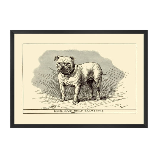 Framed vintage-style illustration of a bulldog on a yellow beige background