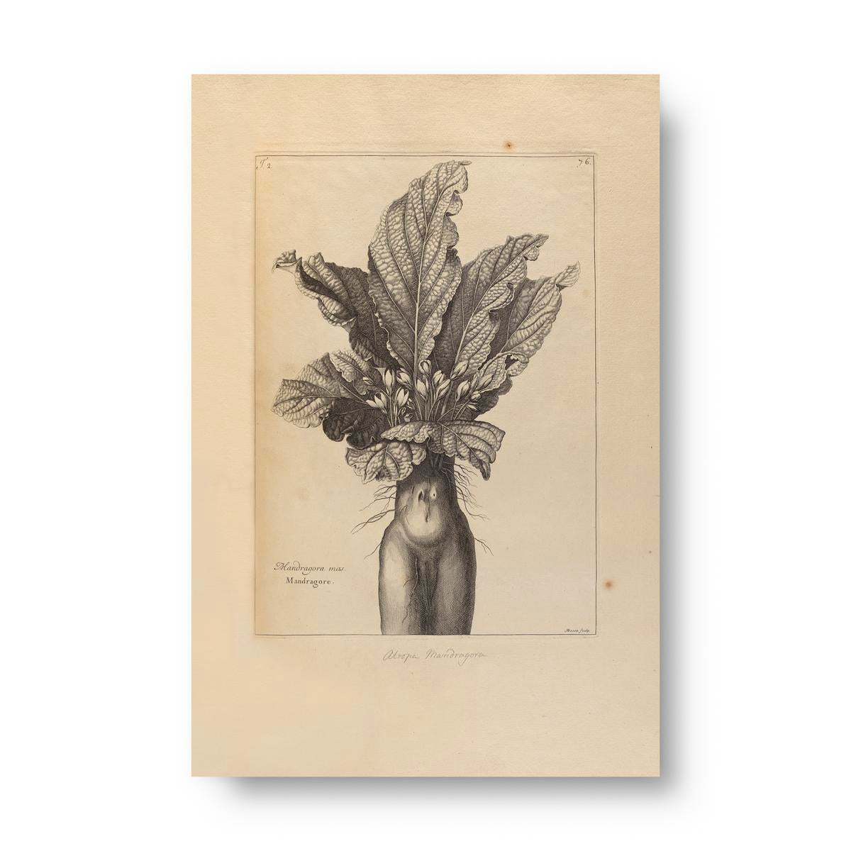 Vintage-style botanical illustration of a mandrake plant on a beige background