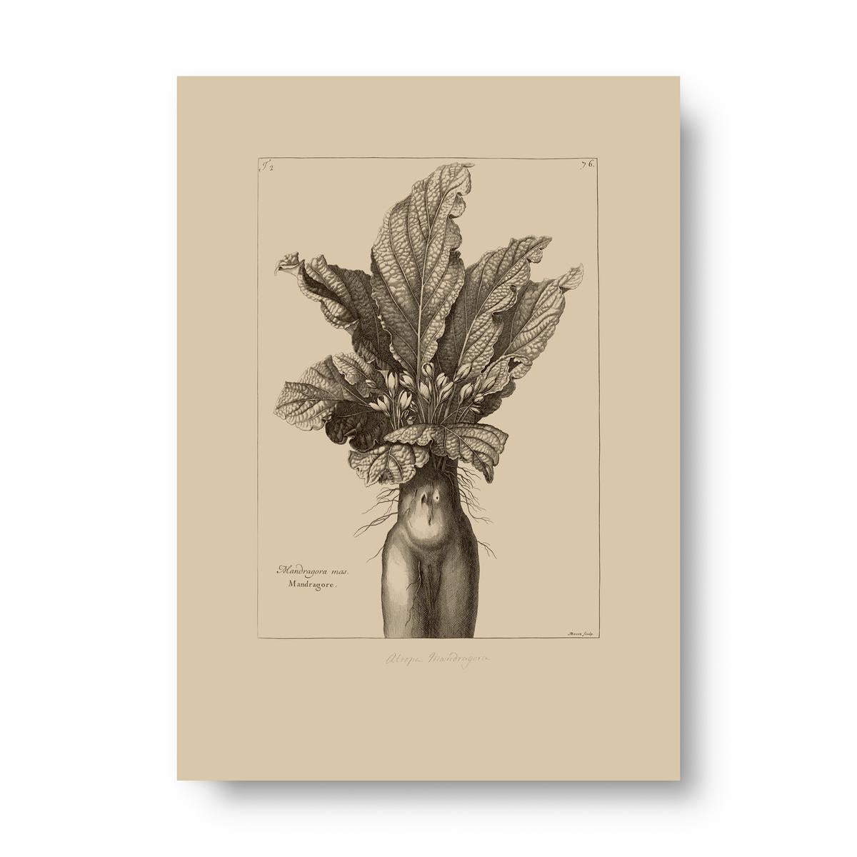 Vintage-style botanical illustration of a mandrake plant on a beige background