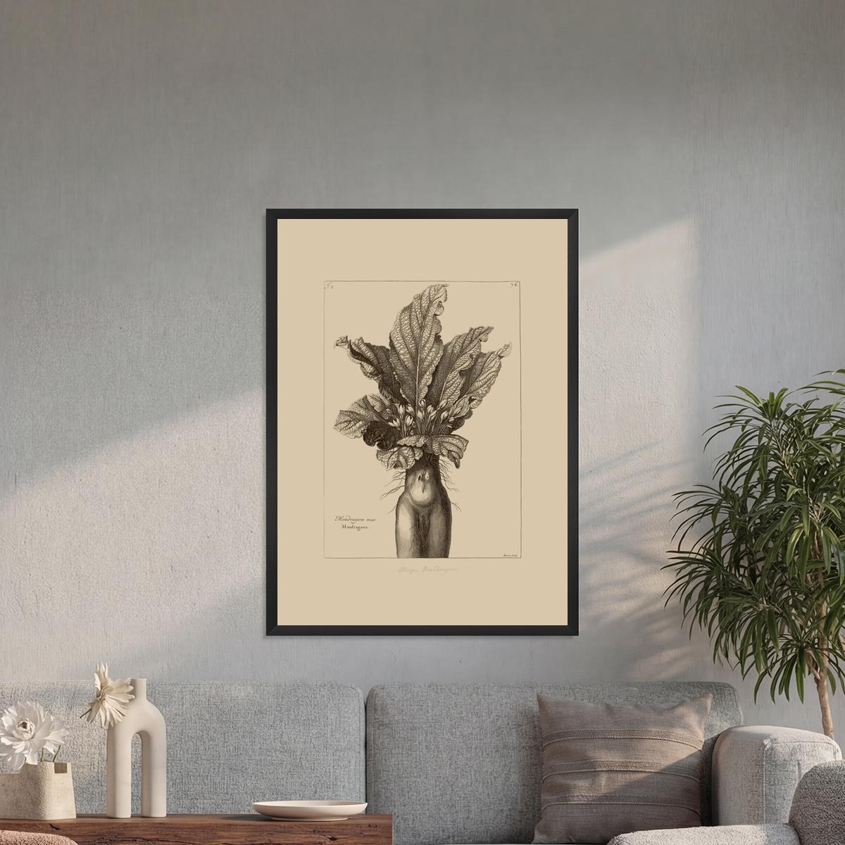 Mandrake Vintage Botanical Illustration
