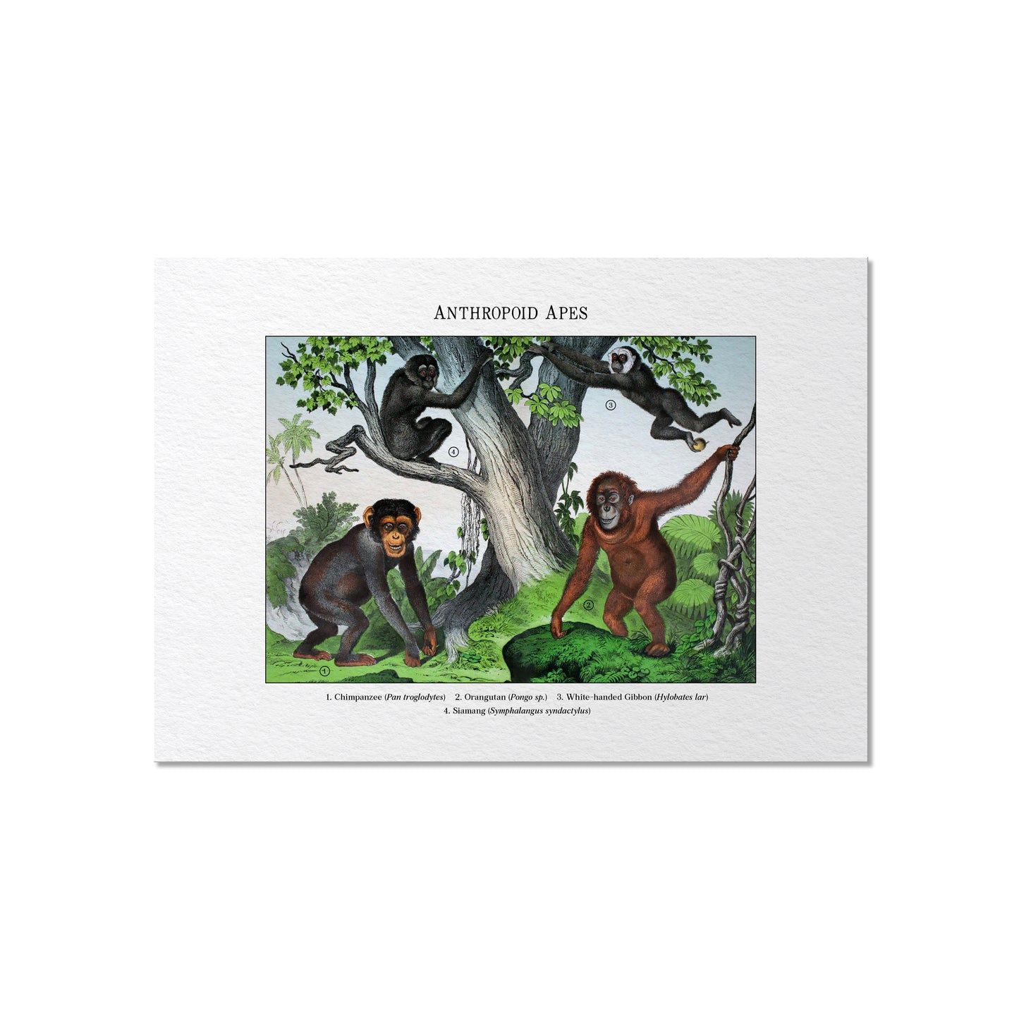 Anthropoid Apes | 1889