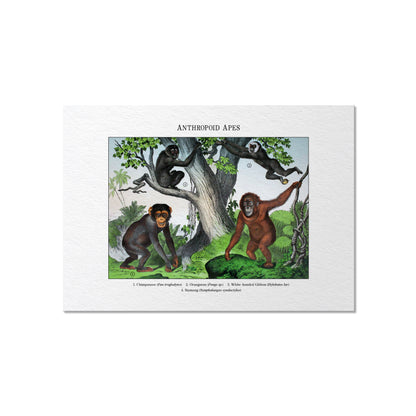 Anthropoid Apes | 1889