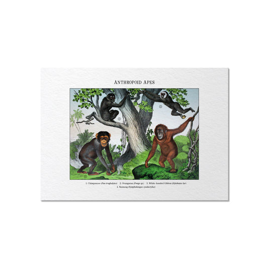 Anthropoid Apes | 1889