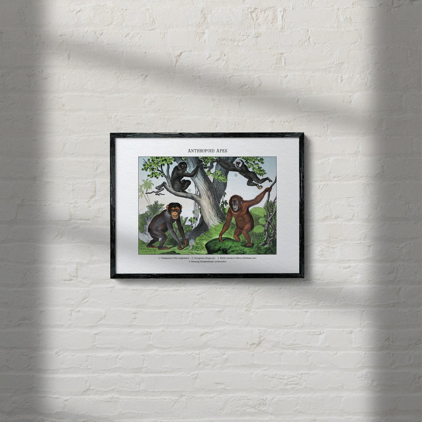 Anthropoid Apes | 1889