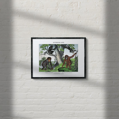 Anthropoid Apes | 1889