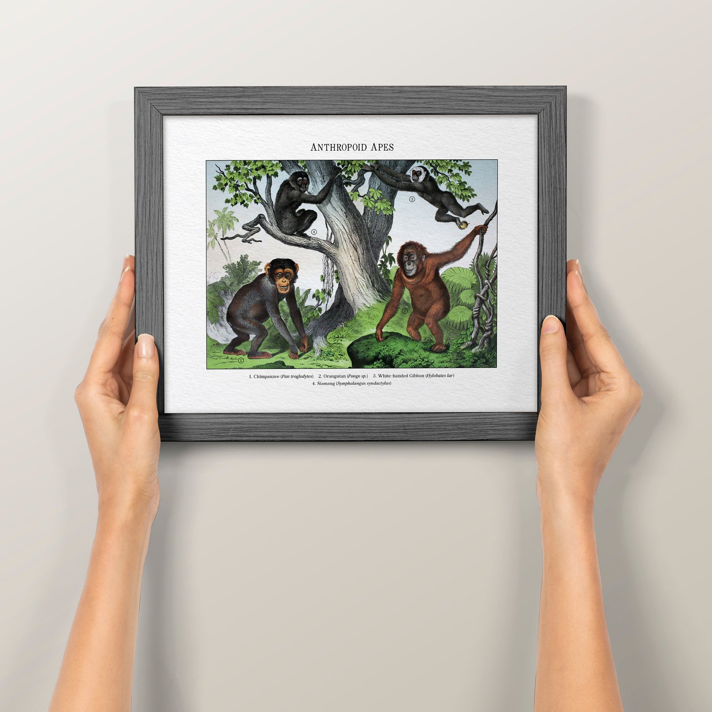 Anthropoid Apes | 1889