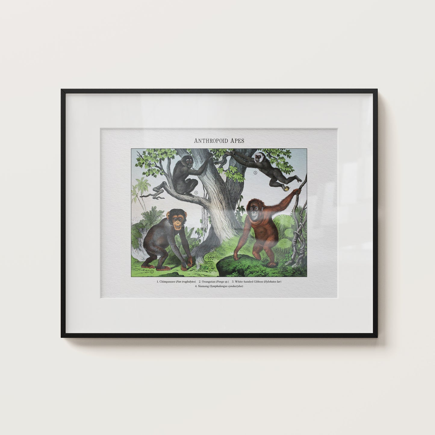 Anthropoid Apes | 1889
