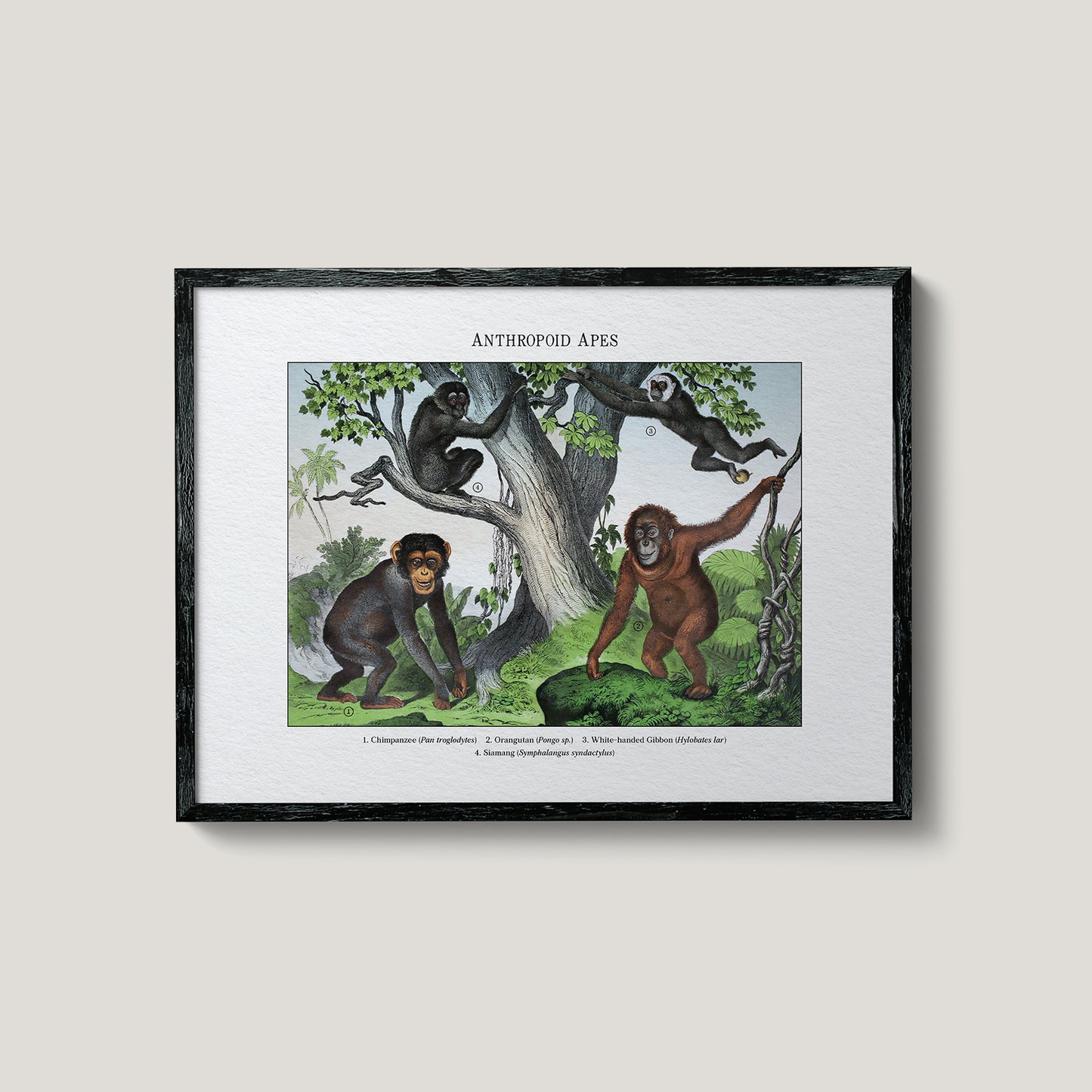 Anthropoid Apes | 1889