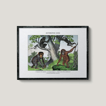 Anthropoid Apes | 1889
